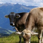 Alpen koe,  photo credit: Luca Venturelli