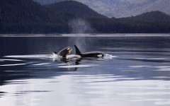 Walvissen en orka’s spotten in Canada