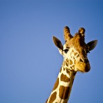 Giraffe,  photo credit: C.S. 2.0